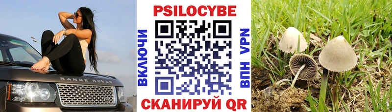 KRAKEN рабочий сайт Волжск Псилоцибиновые грибы Cubensis где купить наркоту